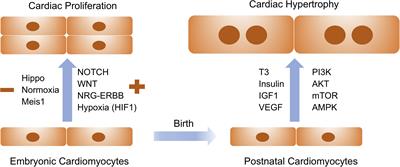 Cardiomyocyte Proliferation and Maturation: Two Sides of the Same Coin for Heart Regeneration